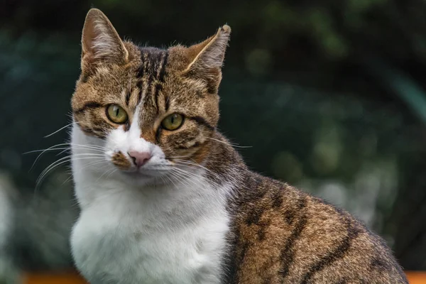 Close Tabby Katze Der Natur — Stockfoto