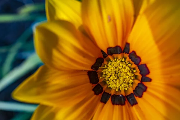 Nahaufnahme Freien Und Wildblumen Der Natur — Stockfoto