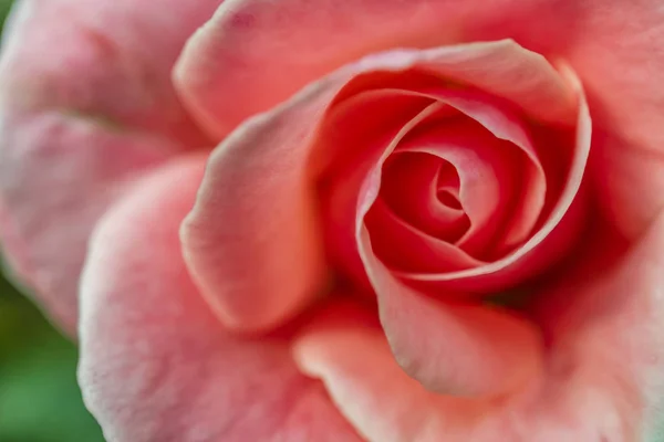 Detailní Záběr Růžové Růže Přírodě — Stock fotografie