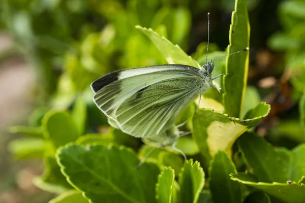 Gros Plan Papillon Sur Les Feuilles Vertes Dans Nature — Photo