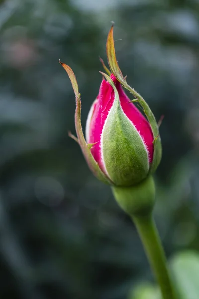 Nahaufnahme Rosa Rosenknospe Der Natur — Stockfoto