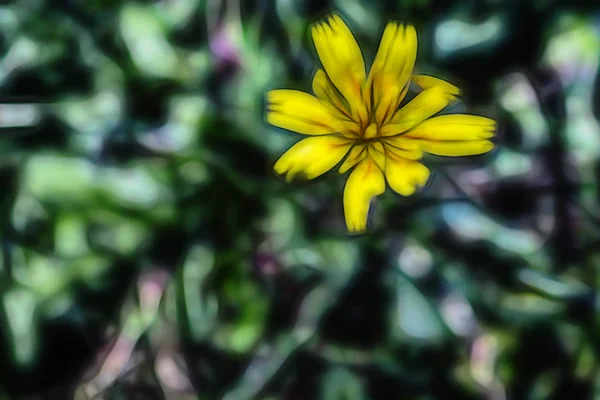 Fechar Flores Livre Selvagem Natureza — Fotografia de Stock