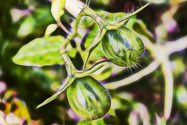 Primo Piano Pomodori Verdi Poco Crudi Natura — Foto Stock