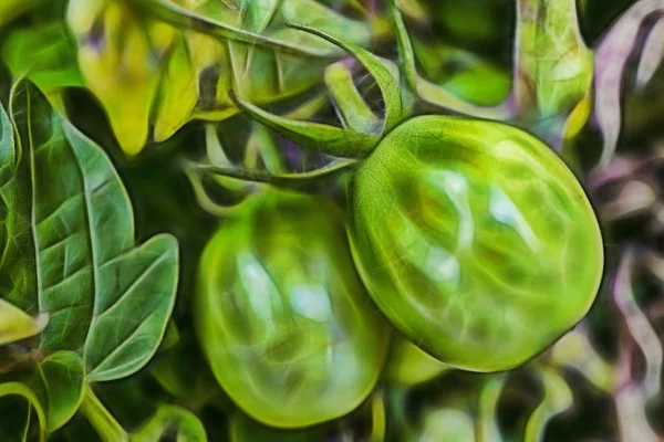 Detailní Záběr Syrové Zelené Malá Rajčata Přírodě — Stock fotografie
