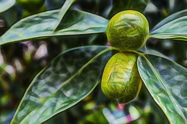 Kumquat Verde Hojas Verdes — Foto de Stock