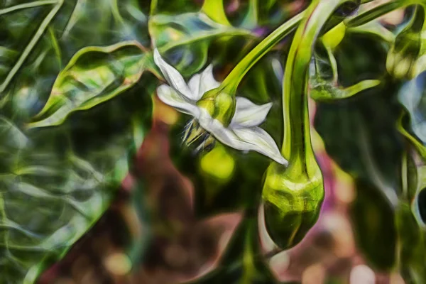 Detailní Záběr Zeleného Pepře Přírodě — Stock fotografie