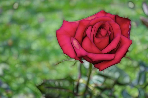 Primer Plano Rosa Roja Naturaleza — Foto de Stock