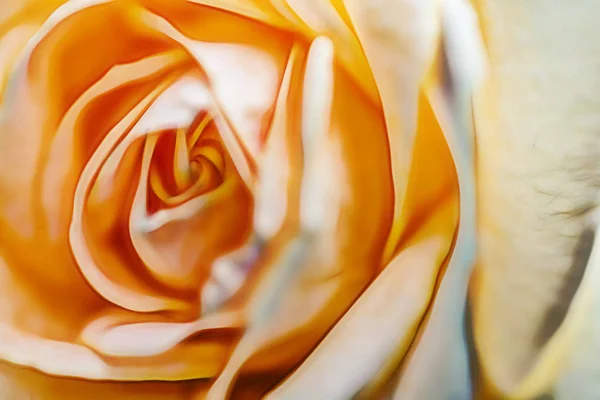 Close Rose Nature — Stock Photo, Image