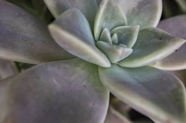  mescal bitki doğa kadar kapatın