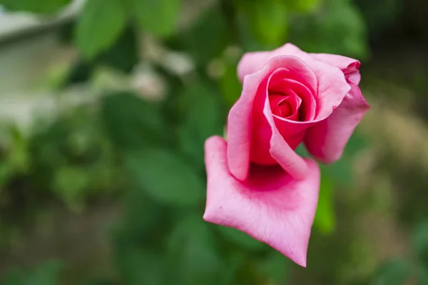 Detailní Záběr Růžový Květ Elegance Přírodě — Stock fotografie
