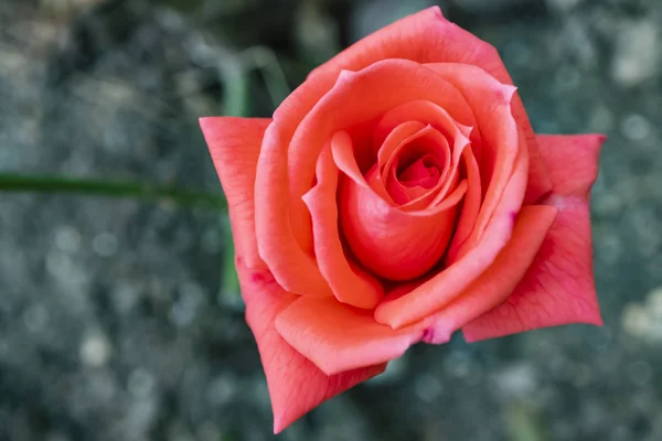 Nära Håll Ros Blomma Elegans Naturen — Stockfoto