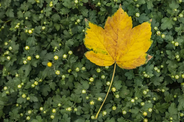 Detailní Záběr Podzimních Listů Rostlině — Stock fotografie