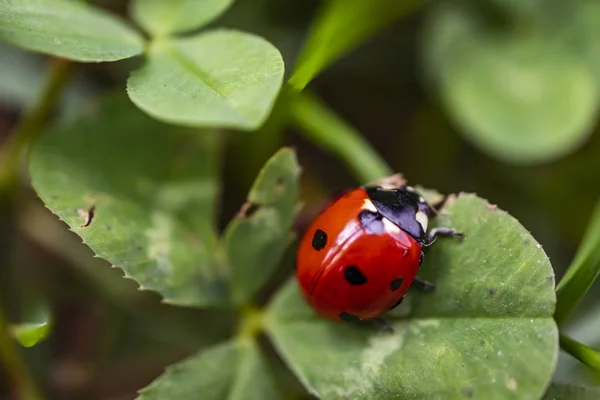 クローズ アップ自然の中緑葉てんとう虫 — ストック写真