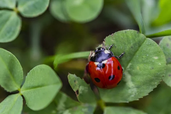 Close Van Lieveheersbeestje Het Groene Blaadje Natuur — Stockfoto