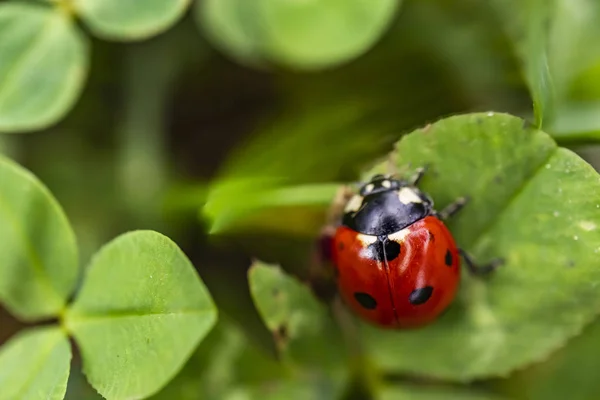 Close Van Lieveheersbeestje Het Groene Blaadje Natuur — Stockfoto