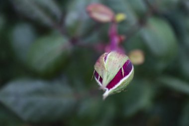 doğada zerafetin gül çiçek kadar kapatın