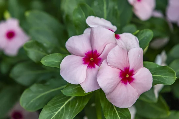 Nahaufnahme Freien Und Wildblumen Der Natur — Stockfoto