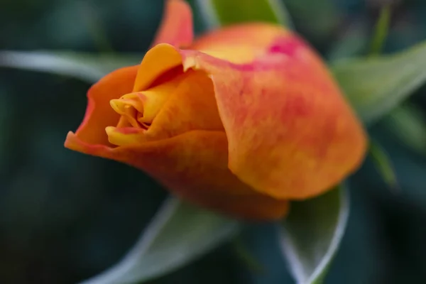 特写玫瑰花的优雅自然 — 图库照片