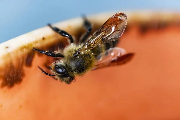 プレートに蜂を閉じる — ストック写真