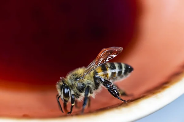 プレートに蜂を閉じる — ストック写真