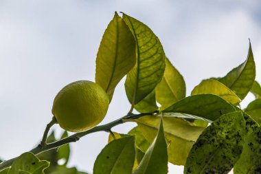 limon ağacı ve limon meyve yeşil yaprakları ile doğada kapatın