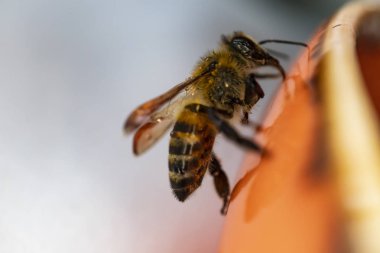 arı bir plaka üzerinde kapatın