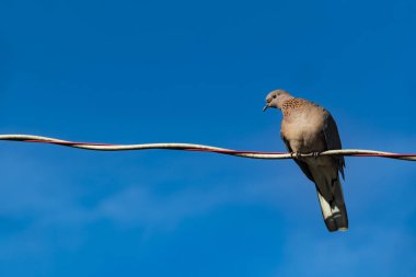 güvercin doğada tel üzerinde kapatın