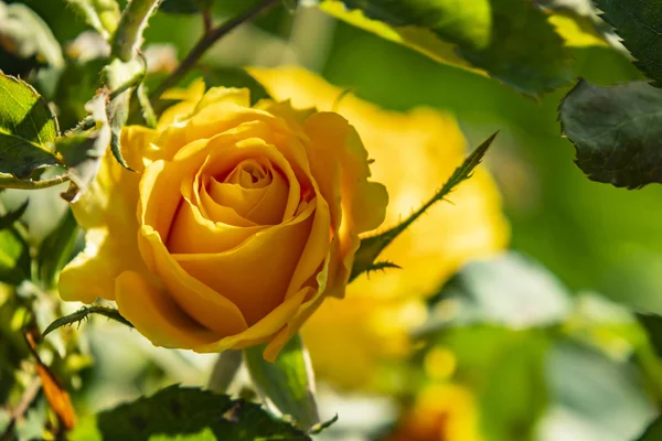 Закрыть Желтые Розы Зеленые Листья Природе — стоковое фото