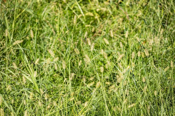 Wilde Planten Groeien Waar Het Niet Wordt Gezocht Competitie Met — Stockfoto