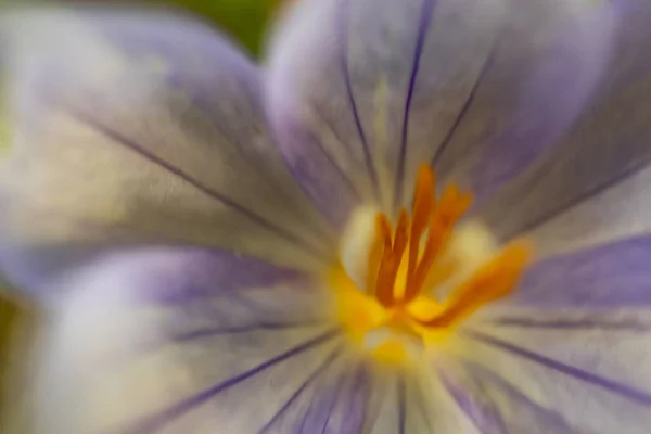 关闭户外紫色野花在自然 — 图库照片