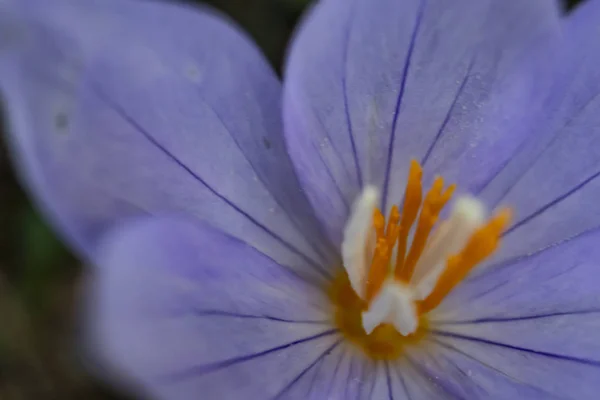 Закрыть Открытый Фиолетовый Дикий Цветок Природе — стоковое фото