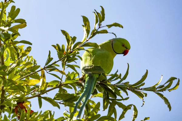 Papagei Aus Nächster Nähe Auf Grünen Blättern Der Natur — Stockfoto