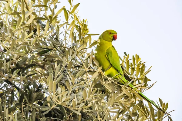 Papuga Zielonych Liści Natura Bliska — Zdjęcie stockowe