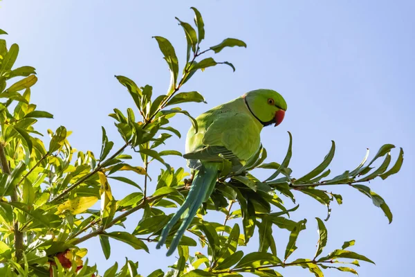 Papagei Aus Nächster Nähe Auf Grünen Blättern Der Natur — Stockfoto