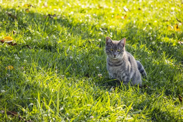 Close Grey Cat Green Nature — Stock Photo, Image