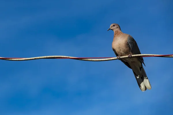 Close Pigeon Wire Nature — Stock Photo, Image