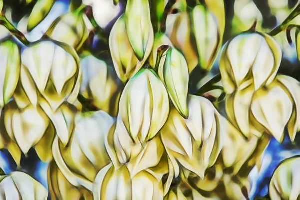 Fechar Flores Campanula Brancas Natureza — Fotografia de Stock