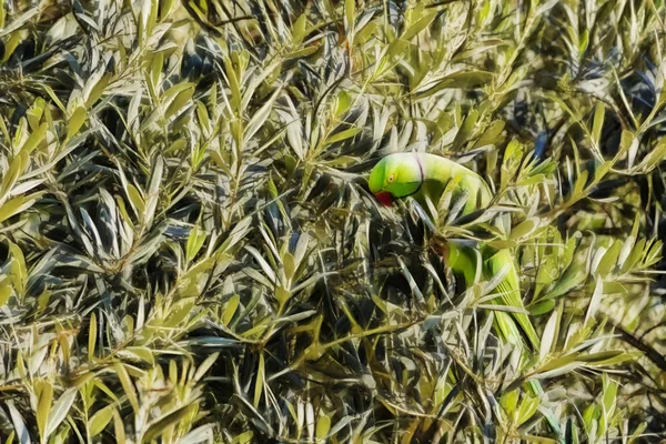 Närbild Papegoja Gröna Blad Naturen — Stockfoto