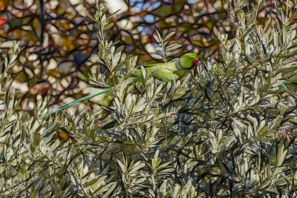 Papuga Zielonych Liści Natura Bliska — Zdjęcie stockowe