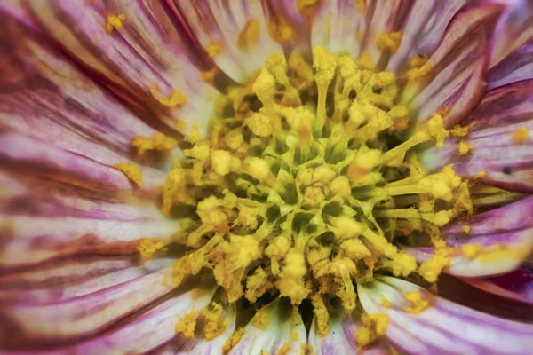 Закрыть Открытый Дикий Цветок Природе — стоковое фото