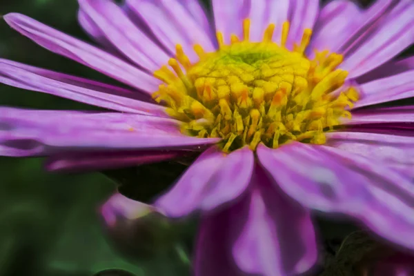 Doğada Açık Vahşi Çiçek Kadar Kapatın — Stok fotoğraf