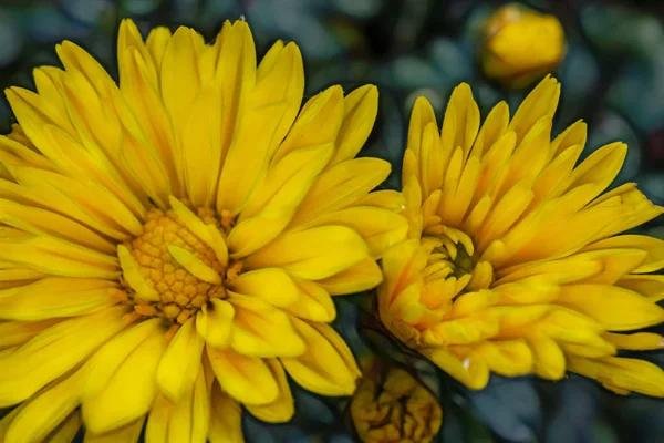 Gros Plan Fleurs Sauvages Plein Air Dans Nature — Photo