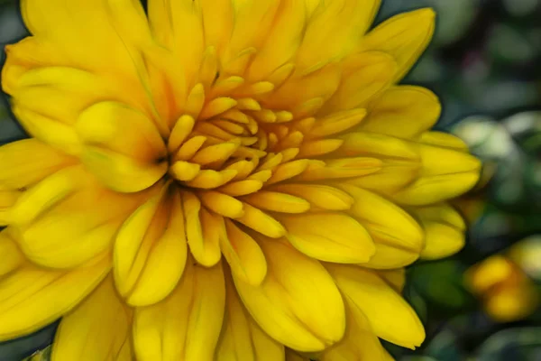 Detail Venkovní Divokých Květin Přírodě — Stock fotografie