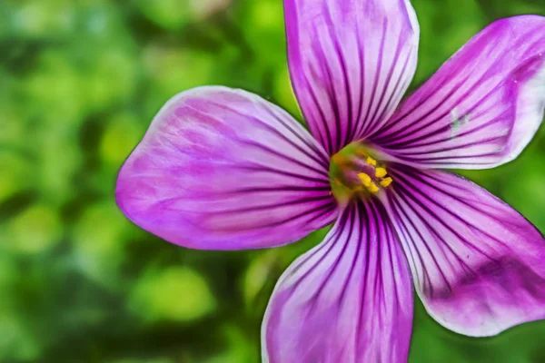 Gros Plan Fleurs Sauvages Plein Air Dans Nature — Photo