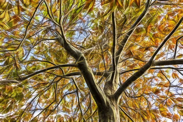 Detailní Záběr Podzimní Strom Listy Větvích — Stock fotografie