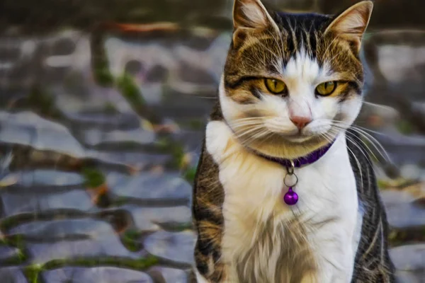 Gros Plan Chat Tabby Dans Nature — Photo