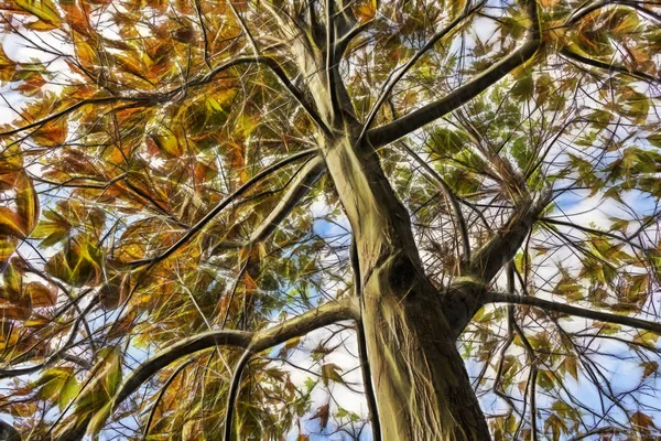 Fermer Arbre Automne Avec Des Feuilles Dans Les Branches — Photo