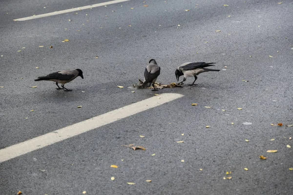 アスファルトの道路でカラス食品の戦い — ストック写真