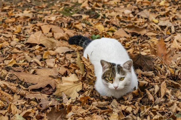 Aus Nächster Nähe Niedliche Freunde Katzen Der Natur — Stockfoto