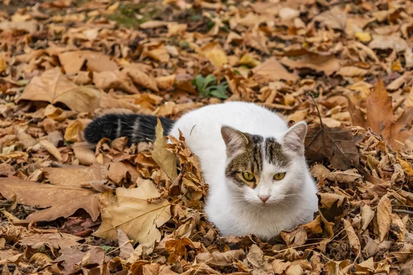 Aus Nächster Nähe Niedliche Freunde Katzen Der Natur — Stockfoto